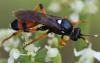 Ichneumon sarcitorius